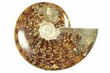 Polished Ammonite (Cleoniceras) Fossil - Madagascar #266295-1